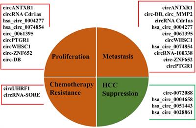 The Biological Functions and Clinical Values of Exosomal Circular RNAs in Hepatocellular Carcinoma